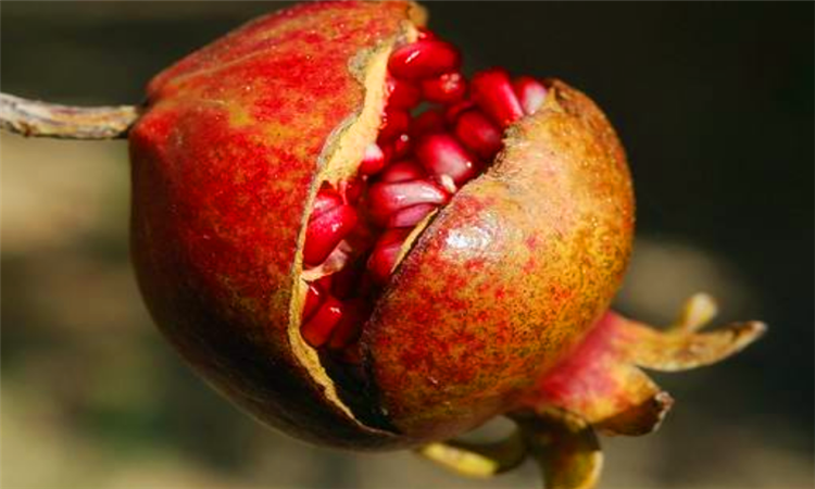 吃石榴有什么好处
