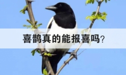 喜鹊真的能报喜吗