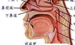 唱歌的技巧和窍门