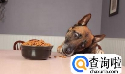 狗狗常见呕吐的原因有哪些