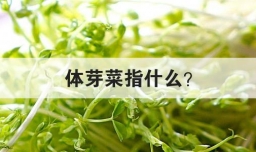 体芽菜指什么