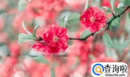 河南多个地区迎来3月桃花雪 河南桃花节的时间是什么