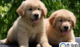 金毛幼犬怎么喂养