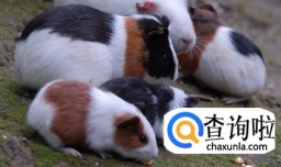 荷兰猪拉稀腹泻还拉水怎么办？