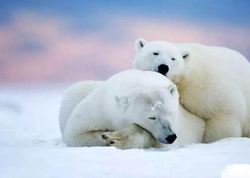 世界上最大的岛屿