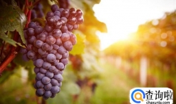 怎样挑选性价比高的葡萄？