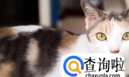 怎样限制猫尿被子？