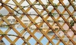 藤本月季如何修剪