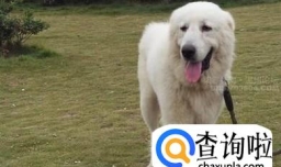 狗狗何时繁殖配种好