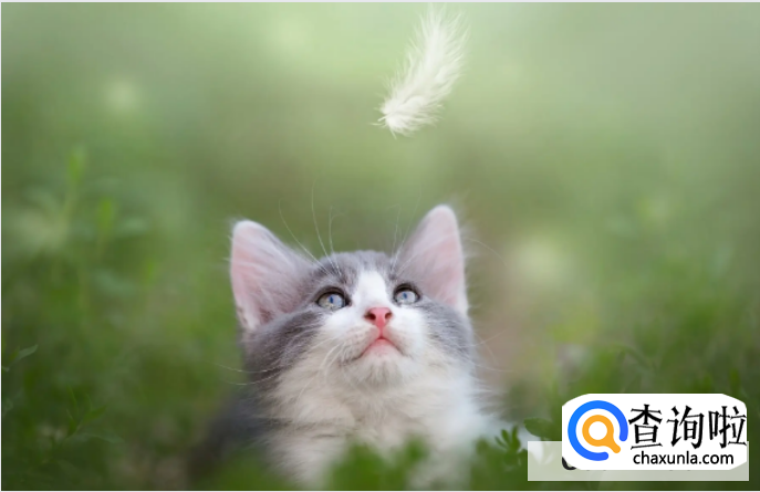 猫咪真的干净吗？