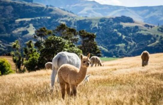 羊驼价格多少钱一只