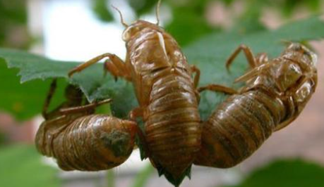 金蝉保存长久的方法