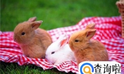 怎样识别兔子的语言