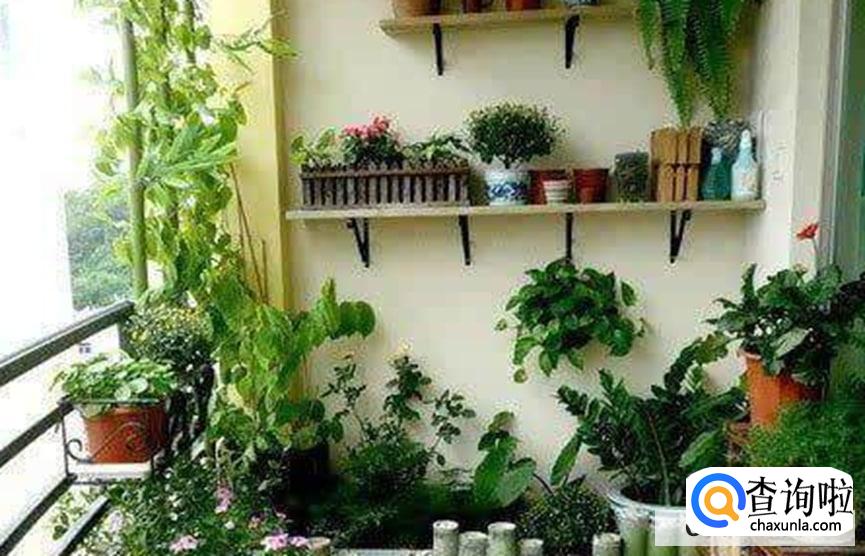 如何在小阳台种植盆栽