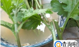 菊花如何扦插？