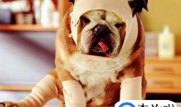 狗狗伤口的处理方法