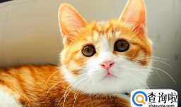 正确饲养小猫的方法