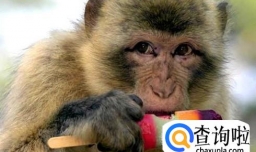 小动物的避暑方法