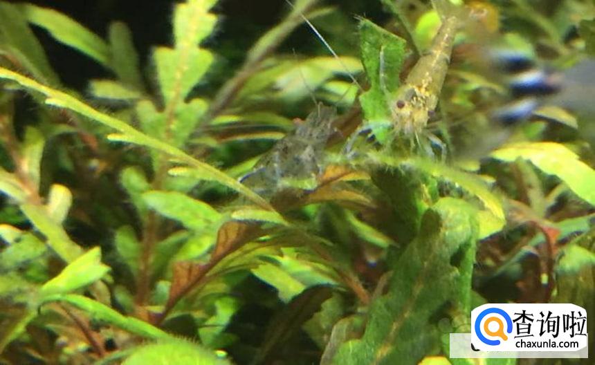 鱼缸爆藻最快的方法有吗