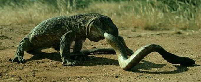 冷血动物有感情吗