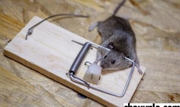 屋子里面有老鼠的处理方式