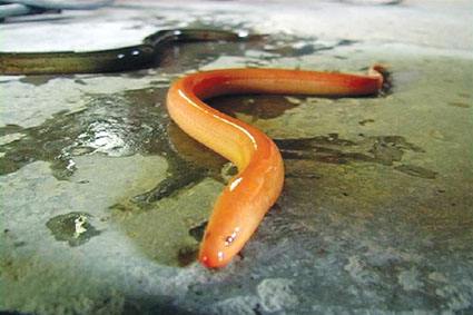 世界上最大的黄鳝