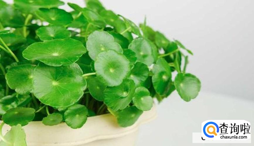 水缸里适合养什么植物呢