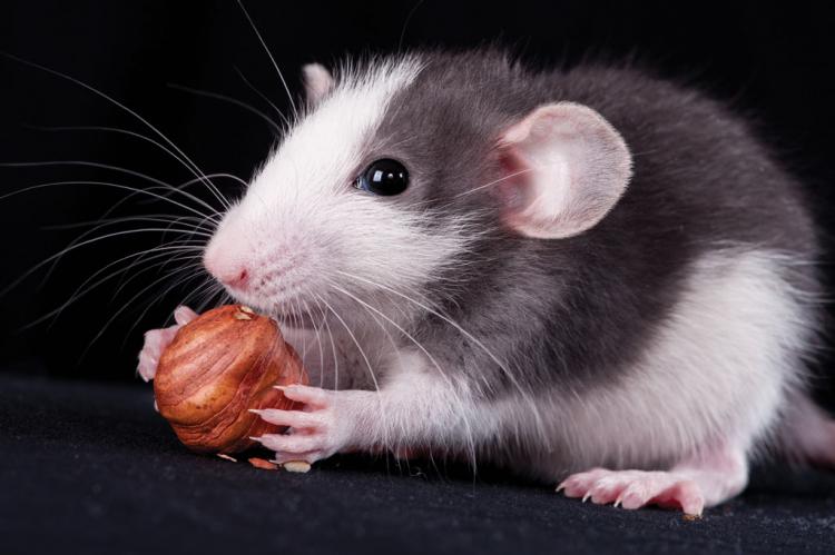 鸟声兽心指什么动物