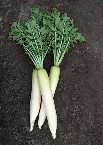 新鲜萝卜怎么保存不空心