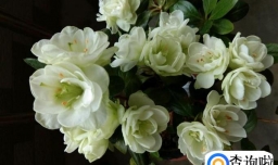 如何给自己的花卉选择最好的配土（一）