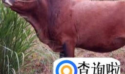 中国有哪些牛品种