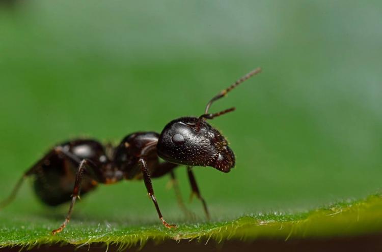 蚂蚁为什么摔不死