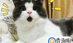 给猫猫起名字的学问