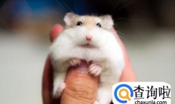 仓鼠老死前征兆，仓鼠快要老死的症状有哪些