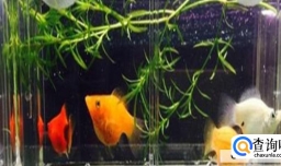 怎样清洁鱼缸的过滤器？