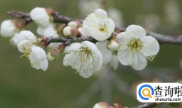 京城看花时间地点表