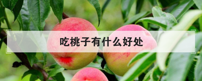 吃桃子有什么好处