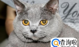 如何饲养英短蓝猫