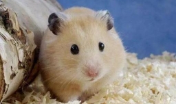 仓鼠生宝宝后的注意事项