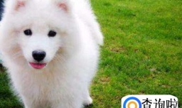 做什么可以让萨摩耶毛色变好，萨摩耶吃什么美毛呢？