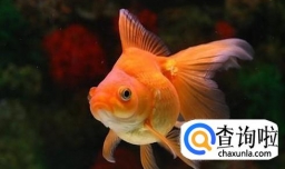 家里怎样养好金鱼不会死