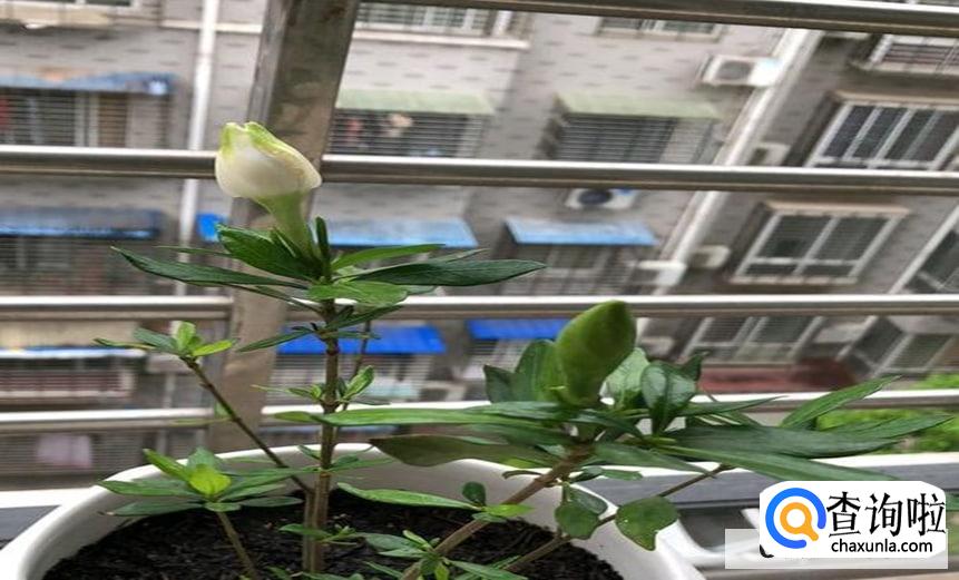 花苞怎么才能快速的开花