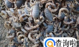 家里有蝎子怎么处理