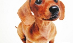 狗狗走丢了怎么办，推荐几种找狗方法