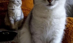 小猫拉稀但精神好怎么办