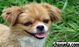 小狗多大算是成年