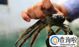 如何在家养螃蟹