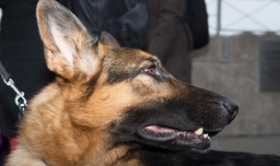 被狗咬了怎么办