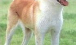 秋田犬为何被禁养