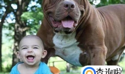 什么宠物不适合小孩子养